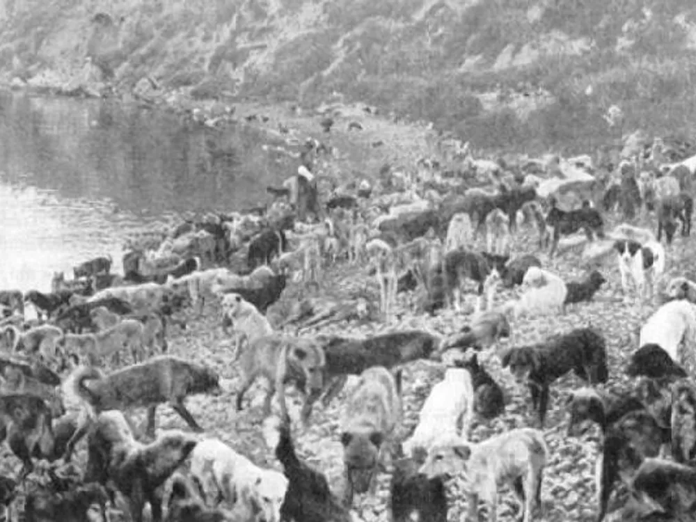 ortaçağ avrupası köpek