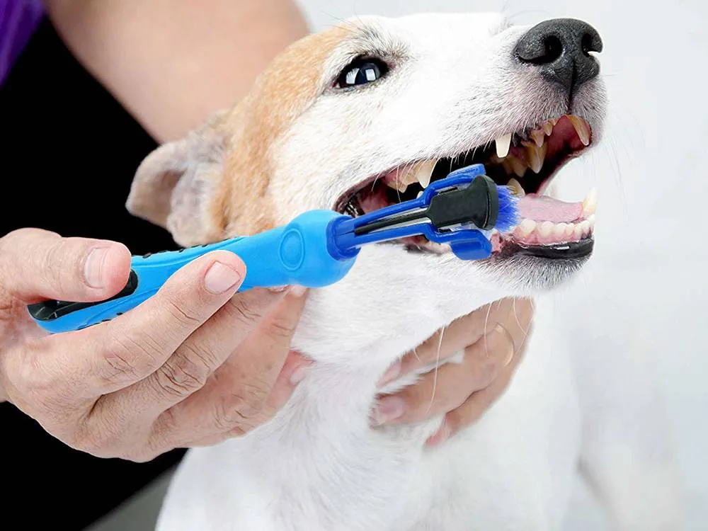 köpek evcil hayvan diş fırçası