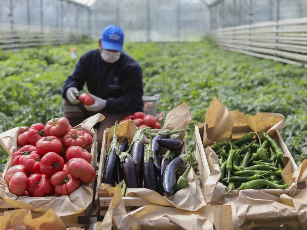 Tarla üretici çiftçi