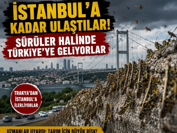 istanbul çekirge istila