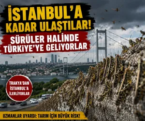 istanbul çekirge istila
