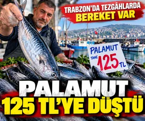 palamut