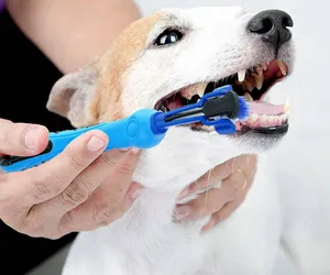 köpek evcil hayvan diş fırçası