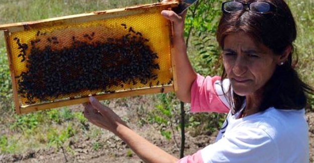 Sokmayan mülayim arılar, Expo 2016'da görücüye çıktı