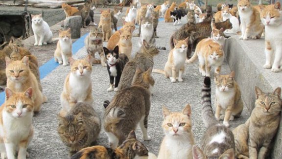 Evde terk edilen 14 kedi açlıktan birbirini yedi