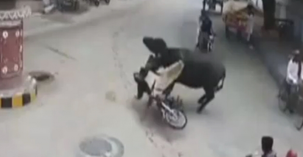 Bufalo motosiklet sürücüsüne böyle çarptı