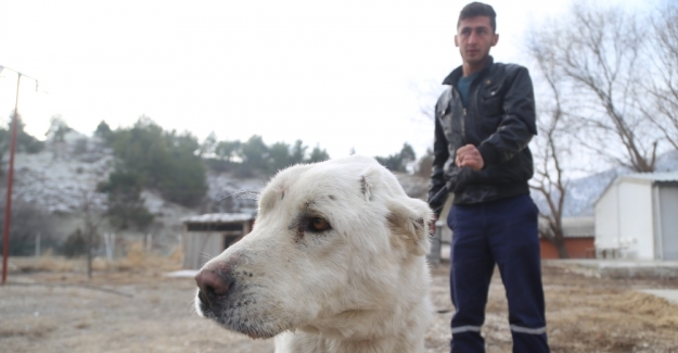 Eziyet edilen köpeği hayvansever sahiplendi