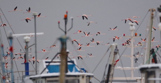 Flamingolar balıkçı barınağını mesken tuttu