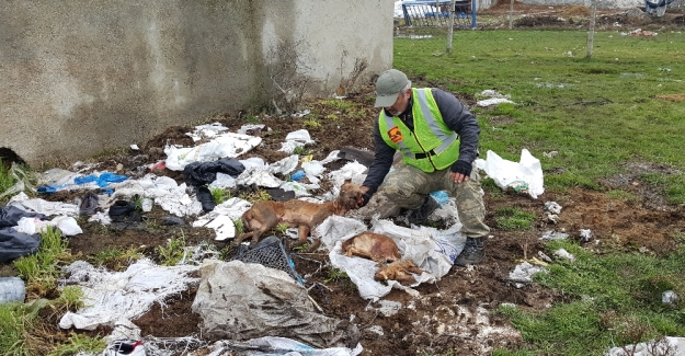 İstanbul’da köpek vahşice ölüme terk edildi