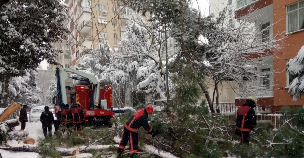 Kadıköy’de devrilen ağaç araçlara zarar verdi