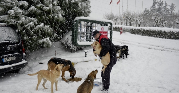 Mama verilen köpeklerin mutluluğu kamerada