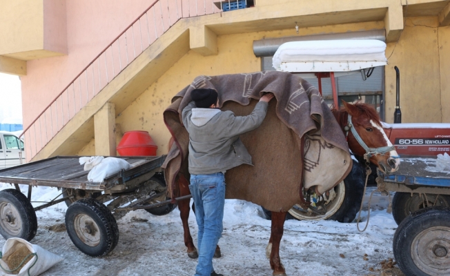Ağrı'da atları soğuktan battaniyelere sararak koruyorlar