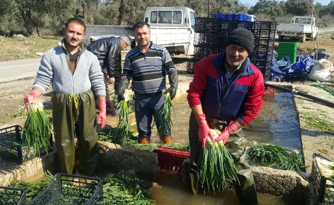 Doğal antibiyotik yeşil soğan