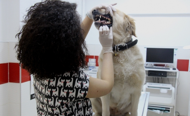 Evcil hayvanlarda erken yaştaki diş kayıplarına dikkat