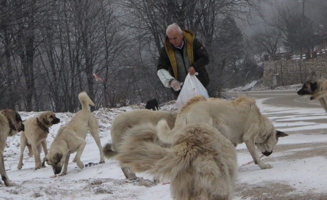Köpekler onu aracının sesinden tanıyor