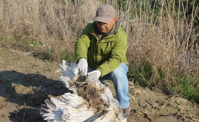 Yunan bilim adamlarının izlediği tepeli pelikan ölü bulundu