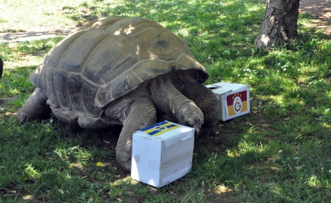 97 yaşındaki kaplumbağa Tuki’nin derbi tahmini tuttu