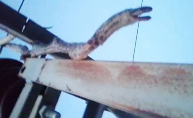 Muş’ta 2 metrelik yılan 12 köyü karanlıkta bıraktı