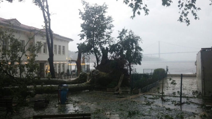 Çengelköy'ün tarihi çınar ağacına herkes üzüldü