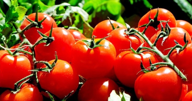 Rusya domates yasağını 1 şartla kaldırıyor