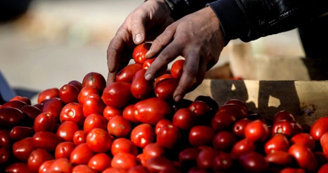 Rusya, Türk domatesine Ekim-Mayıs arası kapıları açacak