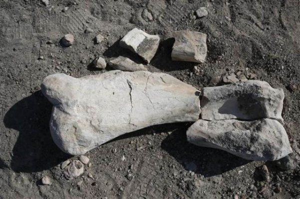 Kayseri'de keçi çobanı 6 milyon yıllık fosil buldu