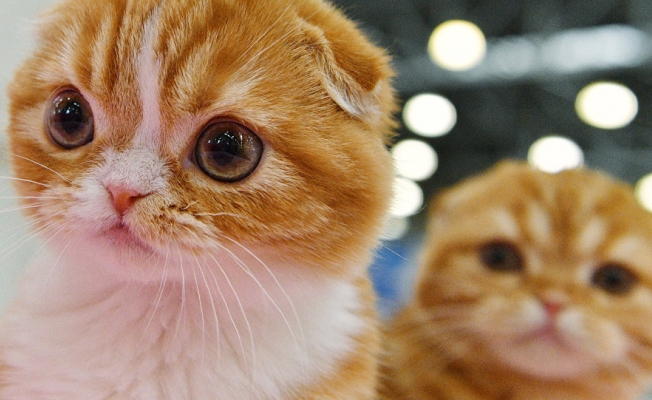Kediler gözden düşüyor: Kuyruk sallayan robot üretildi