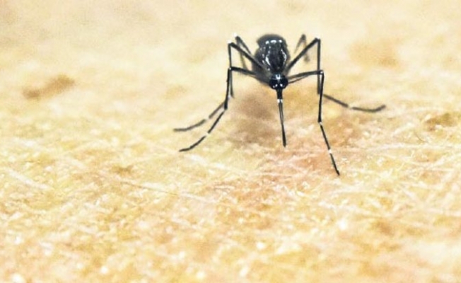 Zika Virüsü Giresun'a ulaştı Anadolu'ya yayılıyor