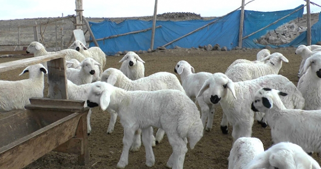 Köyüne geri dönen çiftçiye, 300 koyun ve maaş verilecek