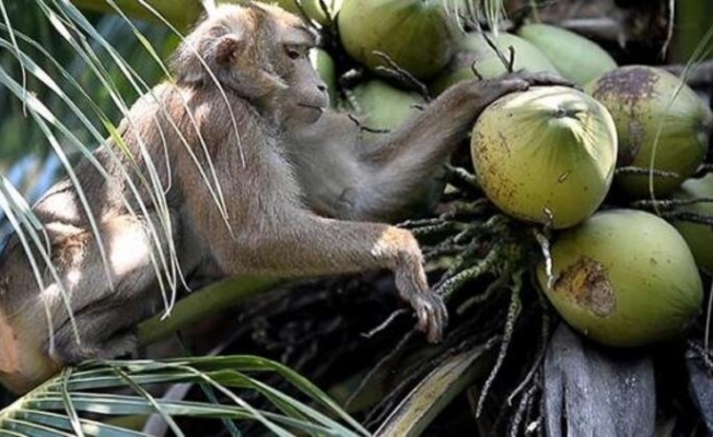 Meyve toplama işini maymunlara yaptırıyorlar