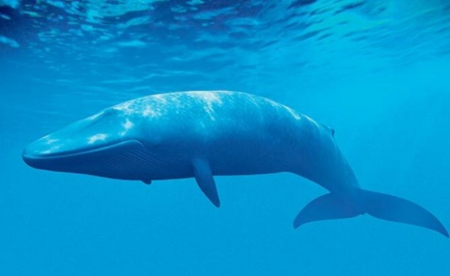 Mavi balina 100 yılda 3. kez görüldü