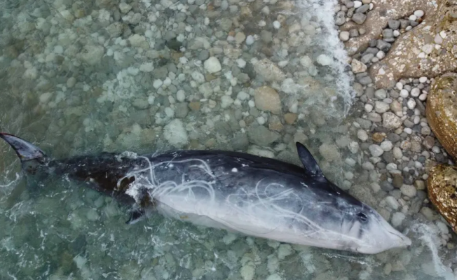 Balinaların kıyıya vurduğu Korfu'da neler oluyor?