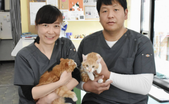 Japonya kedi ve köpeklerin ötenazisini nasıl engelliyor?