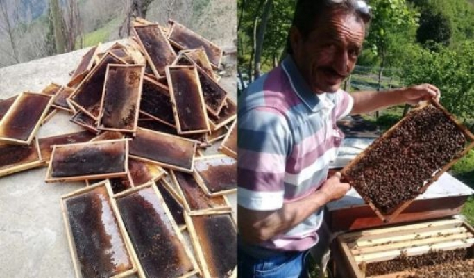 Cengiz İnşaat'ın taş ocağı toplu arı ölümlerine neden oldu