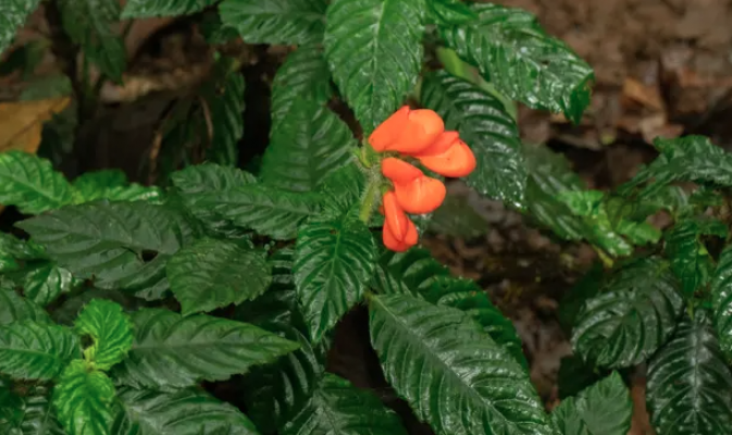 Ekvador'da 40 yıldır soyu tükendiğine inanılan kır çiçeği görüldü