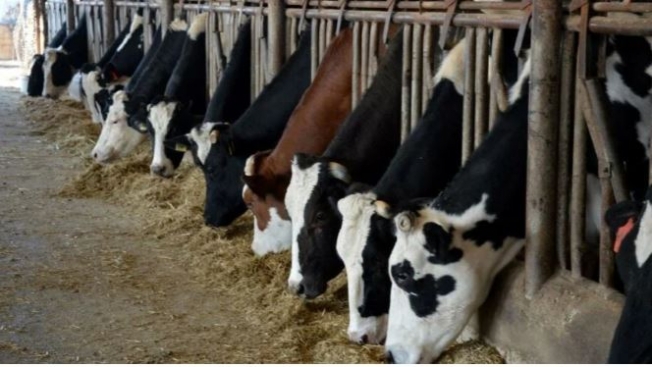 Kesime giden süt hayvanı sayısında korkunç artış