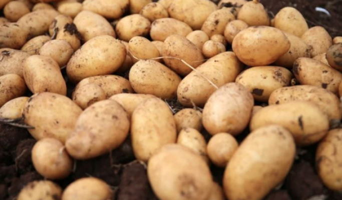 Patateste kanser şüphesi patates kıtlığına neden oldu