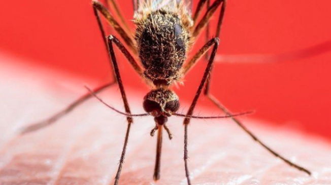 Türkiye'de yurtdışı kaynaklı sıtma tehlikesi var