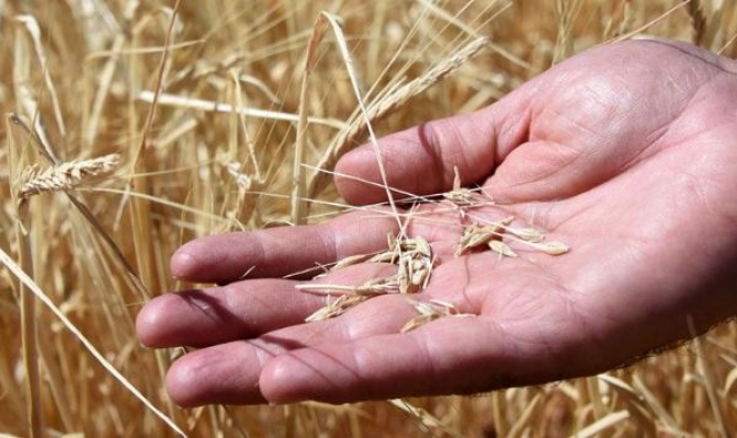 14 yıldır böyle düşmedi! Buğday krizi ekmek krizine dönüşüyor