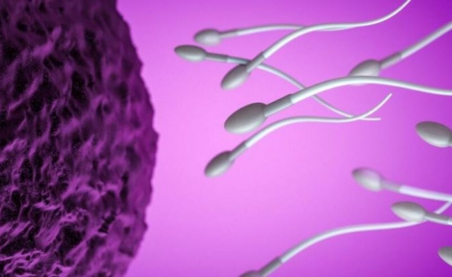 Obez ve zayıf erkeklerde sperm kalitesi nasıl etkileniyor?