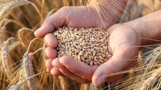 Buğday ve arpa alım fiyatlarını açıkladı