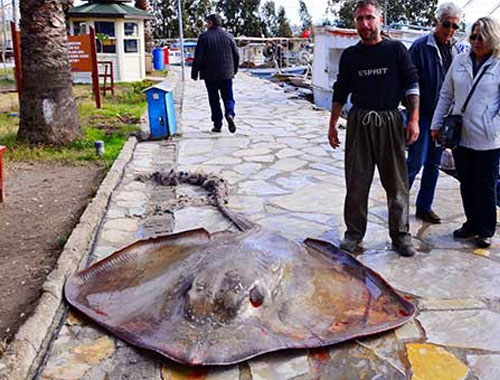 Gökova'da 200 kiloluk vatoz yakaladı gören inanamadı